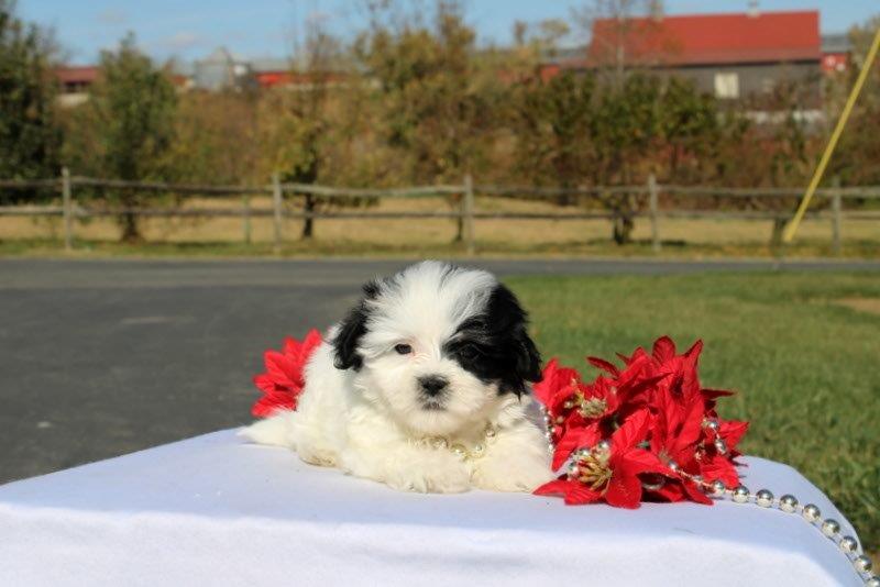 puppy, for, sale, Mal - Shi, Matthew B. Stoltzfus, dog, breeder, Gap, PA, dog-breeder, puppy-for-sale, forsale, nearby, find, puppyfind, locator, puppylocator, aca